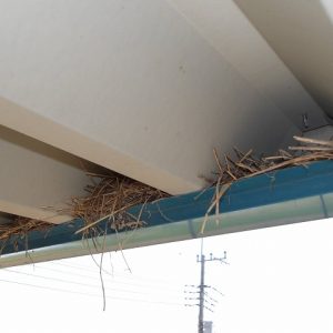 鳥の巣