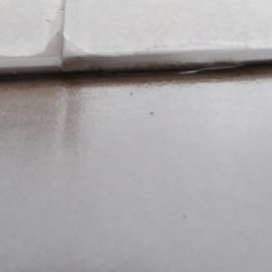 ハゼお越し作業