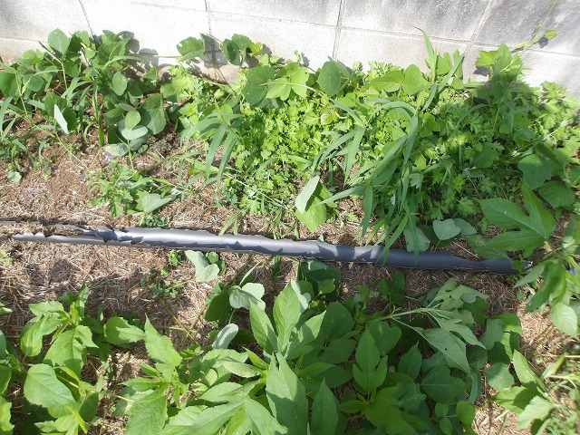 外れ落ちた竪樋